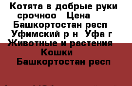 Котята в добрые руки,срочноо › Цена ­ 0 - Башкортостан респ., Уфимский р-н, Уфа г. Животные и растения » Кошки   . Башкортостан респ.